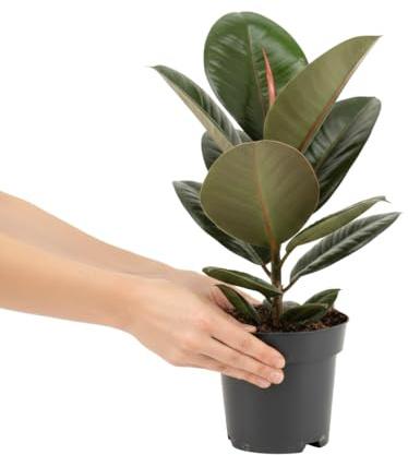DECOALIVE Ficus Robusta Natural Ficus Elastica Robusta Maceta de 12 cm de Diámetro Altura 30 cm