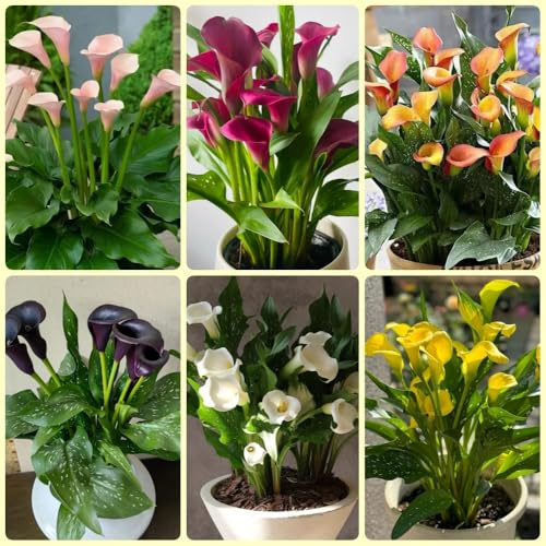 Bulbi di calla, sono resistenti Zantedeschia aethiopica, resistenti all'esterno esotiche resistenti 15pcs