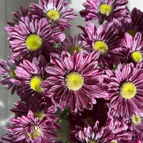 Semillas de margarita - regalos sostenibles Bellis perennis - silvestres semillas Las de jardín 250pcs