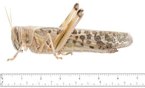 Livefood UK Live Locusts Adult HALF BULK BAG 50 (Reptile Livefood)
