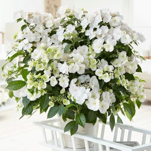 Plant Theory 40cm Runaway Bride Snow White Garland Hydrangea Hydrangea Shrub Plant 7L Pot