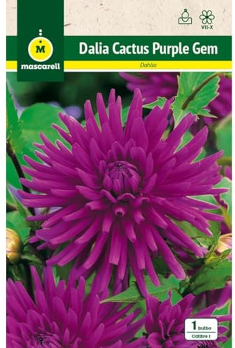 Mascarell Semillas, DALIA CACTUS PURPLE GEM, Semillas Bulbosas, Bulbos de Flores Primavera Fácil de Cultivar, Bolsa 1 Bulbo