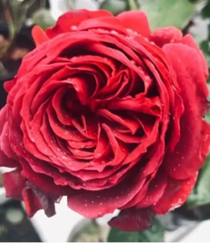 Romeo-Deep Red - Fragrant- Exclusive from Houseofplantsjj Hybrid Tea Bush Rose- Potted