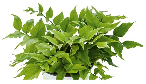 Sichelfarn Fortuneis 'Clivicola', Cyrtomium fortunei - winterhart, im Topf 12 cm, in Gärtnerqualität von Blumen Eber - 12 cm