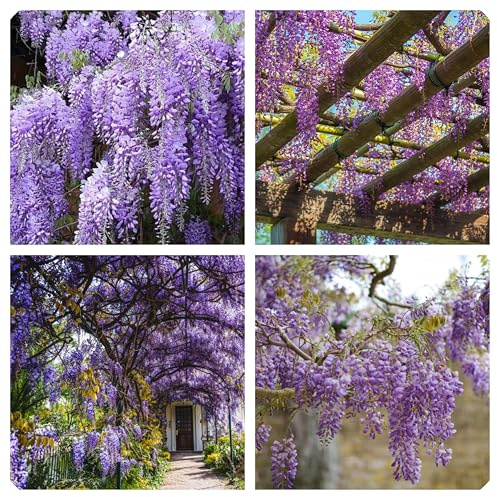 Semi Glicine Lilla, Albero Ornamentale per Pergole Gazebo, Confezione 10 Semi
