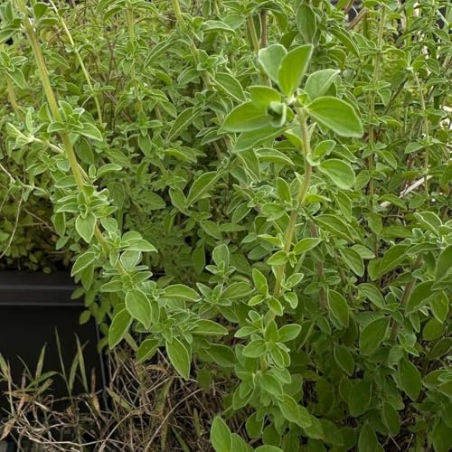 semillas de mejorana organica exóticas para de balcón jardin, balcón en bancales elevados jardin semillas 600pcs