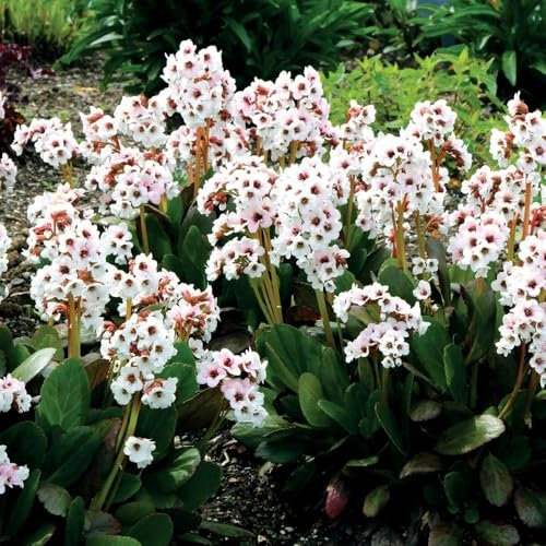 Plant Theory 9cm Pot Bergenia Angel Kiss Elephants Ears Perennial