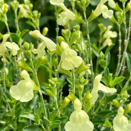 salvia - giardino semi resistenti semi autunno 500pcs