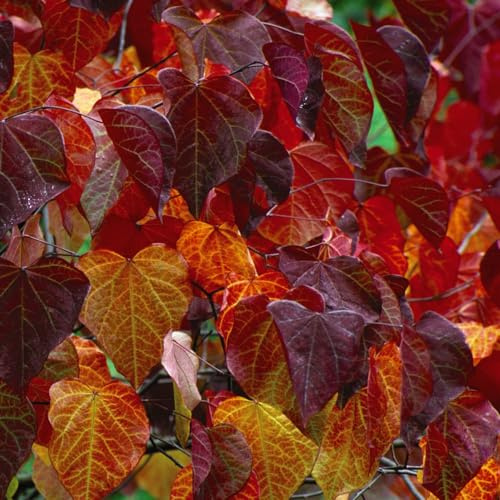 Cercis Canadensis 'Forest Pansy' Stunning Multi-Season Small Tree with Red-Purple Foliage, Ideal for Small Gardens, 2X 9cm Pots by Thompson and Morgan