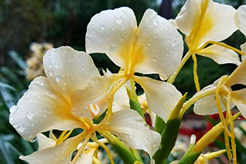 Fragrant - Butterfly Bush - White Ginger Cuban Na'tl Flower - Ginger Root Z301
