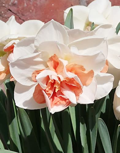 XCMBNHY Narcisos Wall Art Set (2 Piece), Decoración de Jardín, Resistente, Colores Mezclados, Plurianuales, 2 Bulbos-F