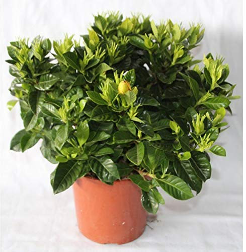 Gardenia (maceta 15 cm Ø)