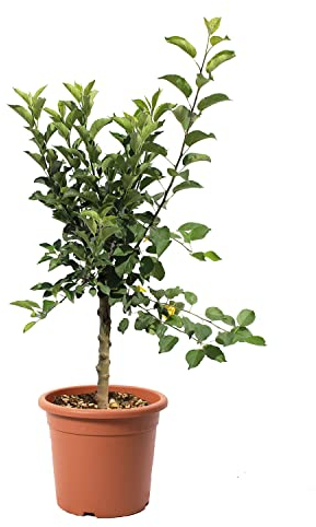 KENTIS - Pommier Nain - Malus Domestica - Vraies Plantes d'Extérieur - Arbre Fruitier de Jardin d'Ornement - Pot de Culture Ø 24 cm