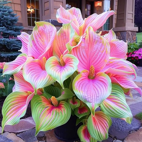 Hosta Bulbs for Slae/Hosta Plant Root Excellent Display Indoor Perennial Balcony Garden Bulbs Can Be Potted-4bulbs-Z