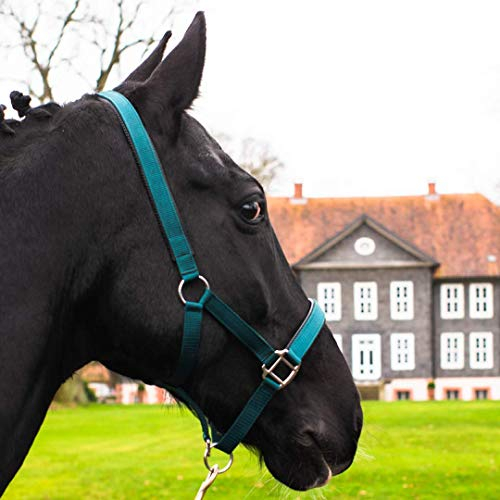 Pferdelinis Halfter für Warmblut, Vollblut, Kaltblut, Pony – Stallhalfter, Weidehalfter, 2-Fach verstellbare Dornschnallen, sicher & reißfest (Grün, Vollblut (Cob))