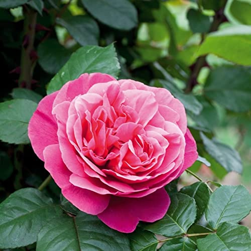 Verdecora Rosal Grandiflora Rosa - Planta Natural con Flor - Rosa Perfumada de plantación (Rosa Line Renaud)