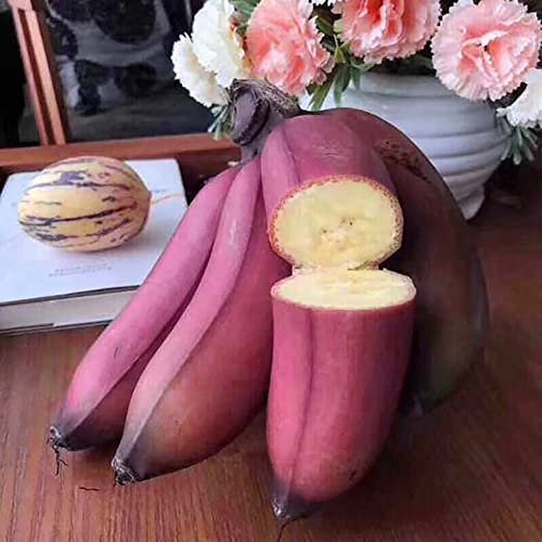 Rotyroya 10 Stück blaue burmesische Bananensamen, köstliche essbare Obstbaumpflanze für den Garten im Freien Bananensamen