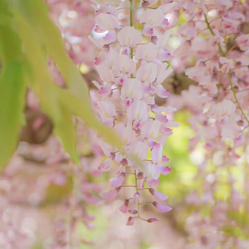 50 Pcs Blauregen Pflanze Winterhart Samen - Wisteria Sinensis - Bonsaibaum, Pflanzen Züchten Glyzinien Blauregen Baum Samen, Bonsai Baum, Nachhaltige Geschenke Winterharte Pflanzen