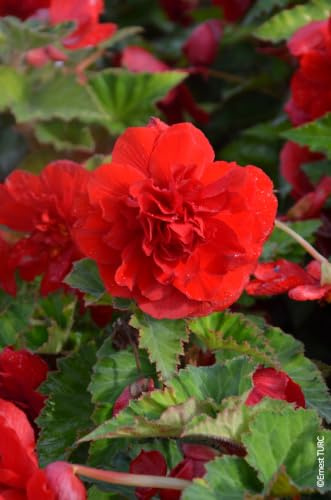 Begonia odorata 'Red Glory' / Bégonia parfumée/Conteneur de 1 à 1.9 litres/Vivace tubéreuse