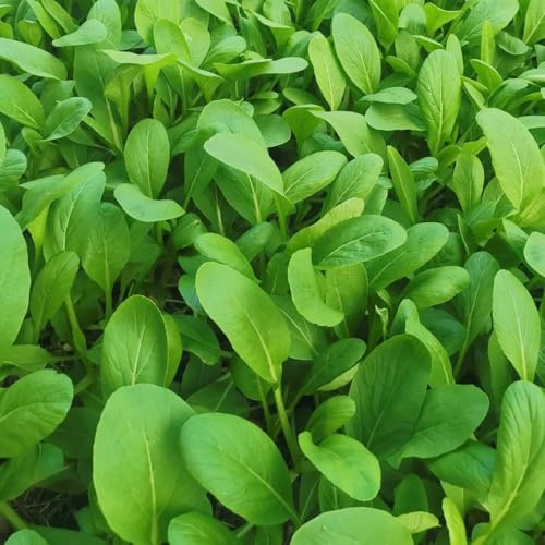 Semi di pak choi, senape cinese, interno rampicanti decorazione rara di resistenti in vaso orto biologico da orto balcone copertura del terreno 150pcs