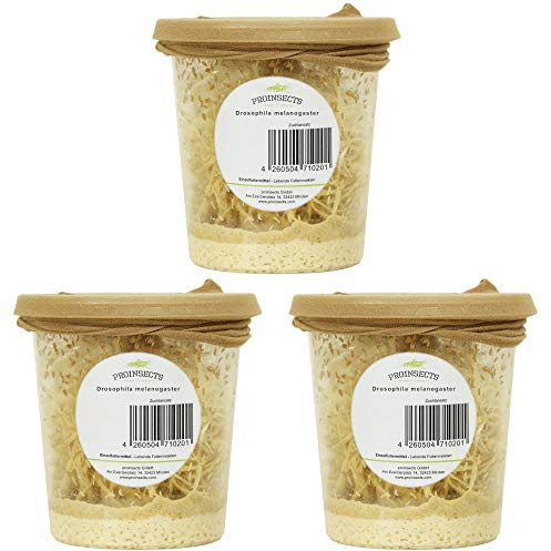 proinsects Drosophila melanogaster | kleine Fruchtfliegen | 3 Zuchtansätze