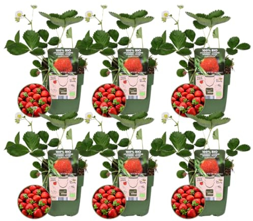 Plants by Frank | 6 Erdbeerpflanzen BIO | 6 x Fragaria | 13 cm Ø | 20 cm ↨ | Erdbeerpflanze | 100% Biologisch | Obstgarten | Obstbäume | Gemüsegarten | Gartenpflanzen
