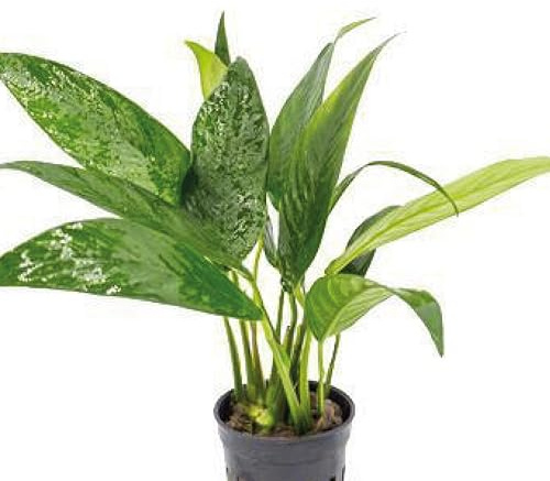 AquaBreedingSkill Anubias Congensis – plante d’aquarium vivante pour eau douce, plante verte décorative pour aquarium, idéale pour poissons et crevettes – avec passeport phytosanitaire (Congensis)