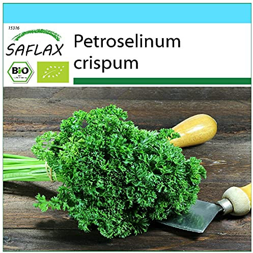 SAFLAX - - BIO - Prezzemolo crespo - 800 semi - Petroselinum crispum