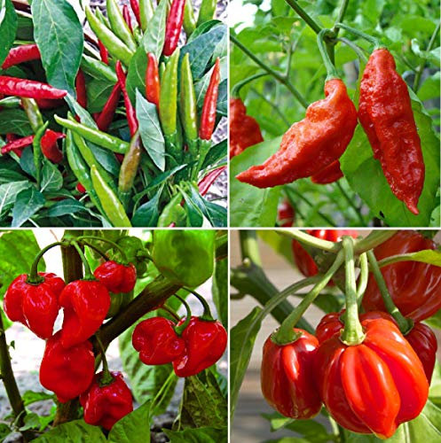 Viridis Hortus - HOT Chilli Collection Contains 4 Varieties Chilli Seeds - Thai Hot Chilli Pepper, Bout Jolokia, Habanero Caribbean Red & Scotch Bonnet Red