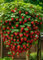 Fresa trepadora - Arbusto de fresas (5 plantas rojas) - Ideal para balcones, terrazas, pequeños jardines - Apto para macetas y terreno abierto