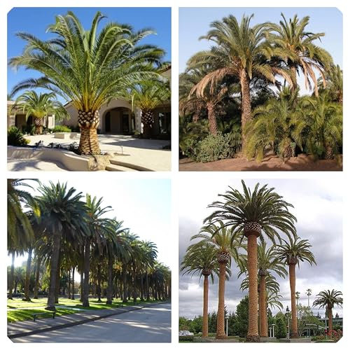 Semi di Phoenix canariensis, Palma delle Canarie, Confezione da 5 Semi