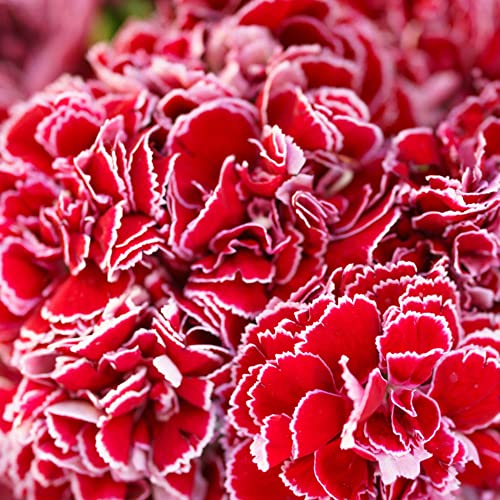 300 Stück rote nelken samen bartnelken Nelke kübelpflanzen winterhart mehrjährig pflanzen für sonnige plätze bienen geschenk geschenke für ältere menschen balkon hochbeet blumen garten