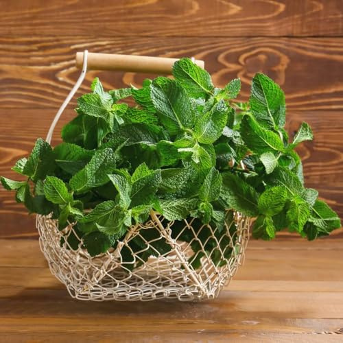 Semi di menta marocchina, giardino 1200pcs