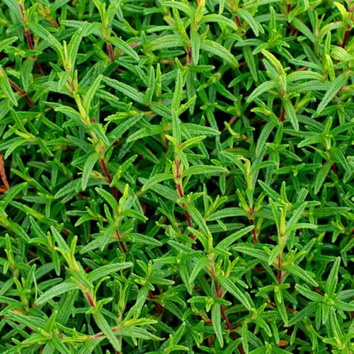 semillas de estragón productos sostenibles resistentes exótico variedades antiguas de balcón semillas extraño jardín 800pcs