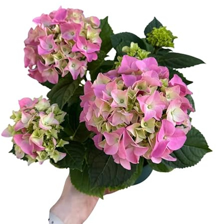Pink Hydrangea Natural Planta Viva de Hortensia Rosa Ideal para Regalo o Decoración Floral
