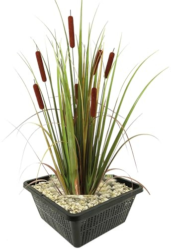 vdvelde․com - Espadaña - Planta de Ribera - Planta de Estanque - Resistente - Autóctona - Natural - Decorativa - Para Aves - 9 Unidades