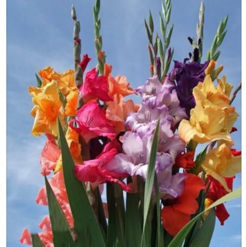 Gladioli bulbi,piante erbacee perenni, bulbi di fiori colorati e resistenti,profumato,Giardino del gladiolo in vaso,bulbi di gladioli(senza semi,non artificiali e resistenti)-15bulbi-A