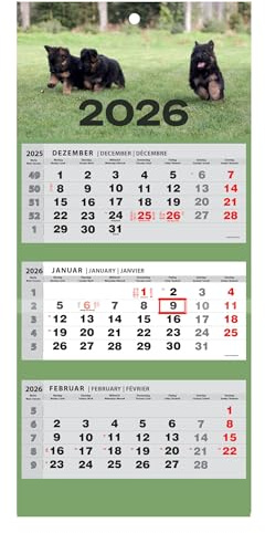 JAROGRAF Calendrier mural 2025 - Calendrier mural de 3 mois (chiens)