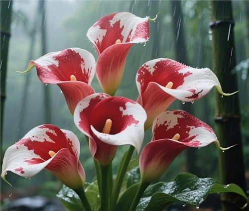 Sfuso Calla bulbi,Calla Lily pianta vera,Piante erbacee perenni,Decorazione del giardino, bulbi belli e sani(non fiori artificiali)-10 bulbi-A