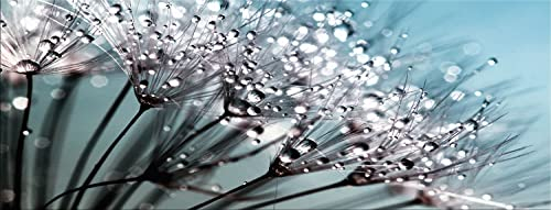 artissimo, Glasbild, 80x30cm, AG3926A, Dandelion, Detail Pusteblume, Bild aus Glas, moderne Wanddekoration aus Glas, Wandbild Wohnzimmer modern