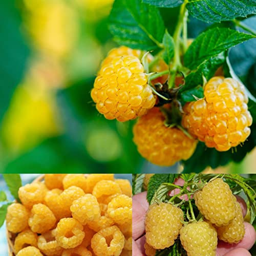 Carbeth Plants Raspberry Fallgold Fruit Plant in 12cm Pot - Golden Autumn Fruiting Rubus Bush - Produces Sweet Yellow Berries - Hardy & Easy to Grow in UK Gardens (Environment Friendly Package)