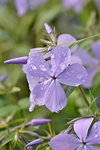 Phlox divaricata 'Blue Moon'