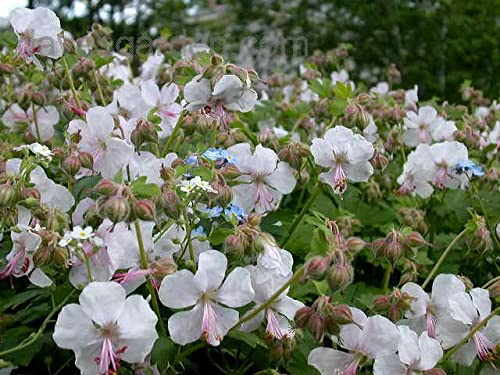 10 x Geranium cantabrigiense 'Biokovo' (Winterhart/Stauden/Staude/Bodendecker/Mehrjährig/Immergrün) Cambridge Storchschnabel - Robuste Schönheit für langanhaltende Blütenfreude - von Stauden Gänge