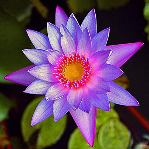 Planterest - Nymphaea Colorata Purple Tropical Water Lily Rhizome Live Aquarium Plant BUY2GET1FREE
