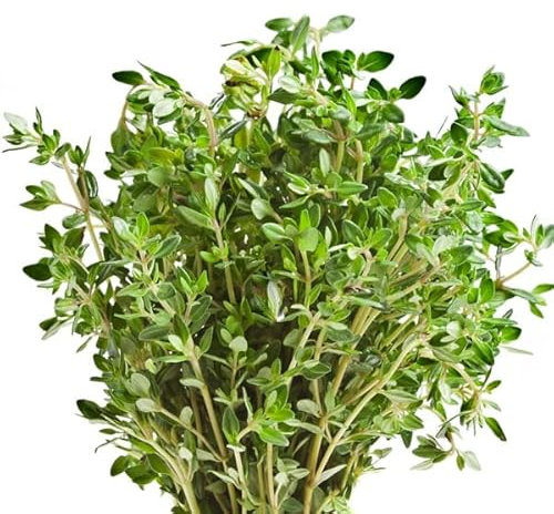 Semillas de Tomillo para Cocinar Semillas Thymus Aromático