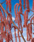 Corylus avellana 'Rote Zellernuß' 50-60 cm - Haselnuss, rote Blätter, essbare Nüsse, ideal für Hecken, pflegeleicht und winterhart