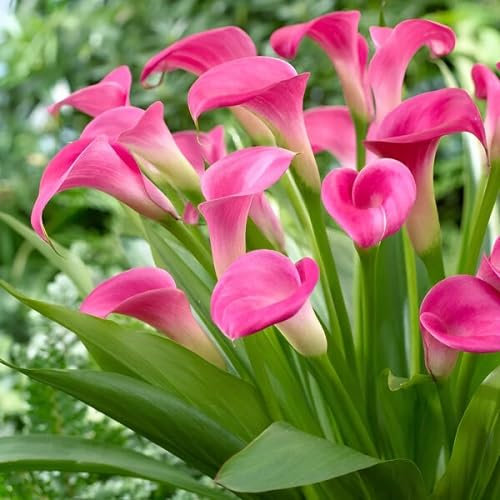 Nouveau frais 100pcs graines de fleurs de lys Calla rose