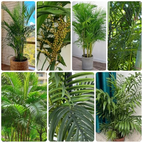 goldfruchtpalme samen - pflanzen deko winterharte kübelpflanzen zimmerbonsai bonsai luftreinigende zimmerpflanzen extrem winterharte kübelpflanzen steingartenpflanzen winterhart 55pcs