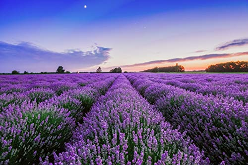 300 Lavendel Lavendelsamen (Lavandula angustifolia)