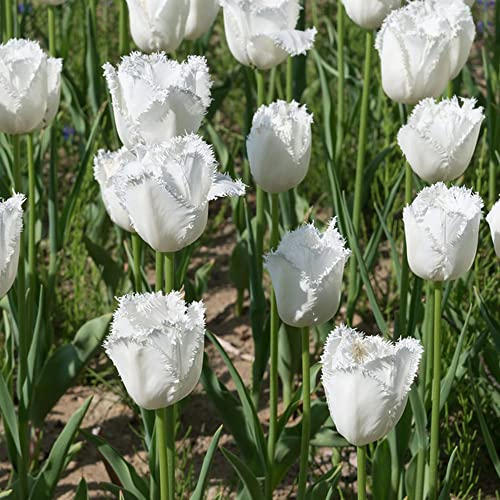 Weiße Tulpenzwiebel,Tulpenzwiebeln Tulpenzwiebeln Zur Dekoration Ihres Gartens Und Ihres Hauses,Frische Und Aromatische Blumen Für Den Außenbereich 10 Stück (Weiß)